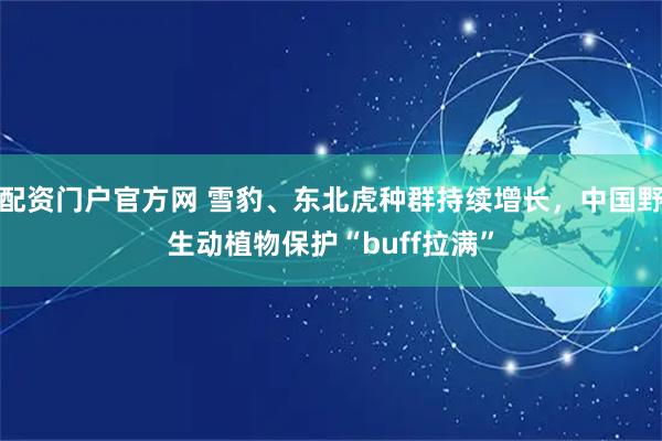 配资门户官方网 雪豹、东北虎种群持续增长，中国野生动植物保护“buff拉满”